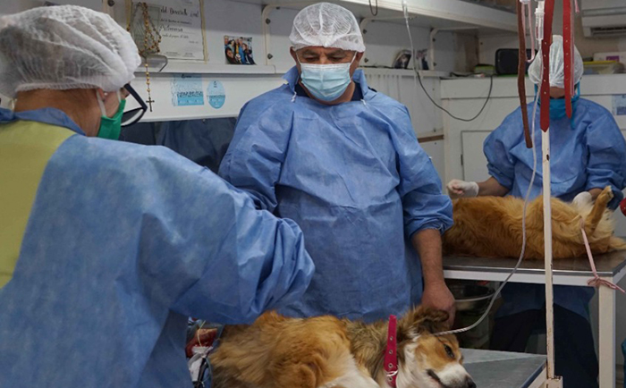 Castraciones gratuitas para mascotas en Quequén