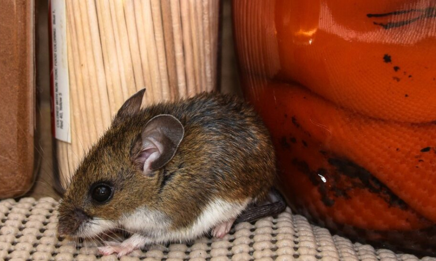 Prevenir el Hantavirus en Necochea: Recomendaciones Para Mantener la Salud en la Comunidad