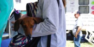 Jornada de Castración Masiva de Perros y Gatos en Necochea: ¿Qué Debes Saber?