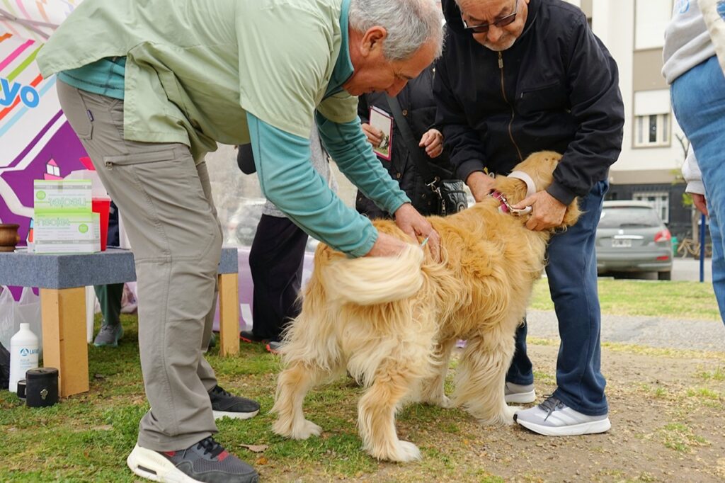 Municipio de Necochea busca a un/a médico/a veterinario/a para el quirófano móvil