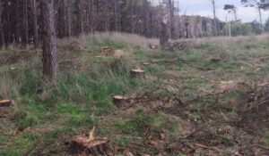 La intervención en el Parque Miguel Lillo: ¿existe un plan para Necochea's patrimonio natural?