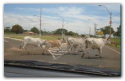 Necochea: Avanzan Esfuerzos para Fortalecer la Protección Animal