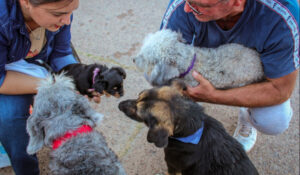 Jornada Gratuita de Castración de Perros y Gatos en Necochea