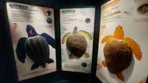 Museo de Fauna Regional: un espacio de aprendizaje a través del juego en las vacaciones de invierno