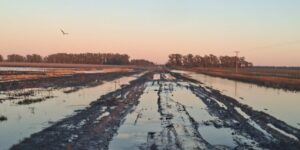 Productoras de Necochea continúan en situación crítica tras inundaciones