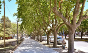 ¿Qué sabemos sobre el arbolado urbano en Necochea?