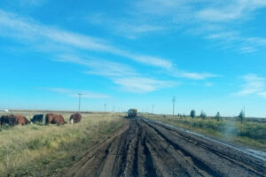 La Situación en los Campos de Necochea Continúa siendo Crítica