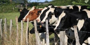 Seguridad Rural en Lobería: Un Problema Creciente que Necesita Soluciones